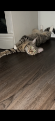 Reunited Male Cat last seen Mill creek trails neighborhood magnolia Texas 77354, Magnolia, TX 77354