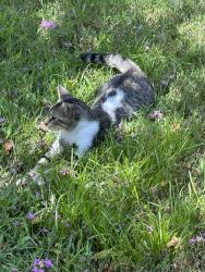Found/Stray Male Cat last seen Sturbridge Circle Orlando Ethan’s Glenn, Orlando, FL 32812