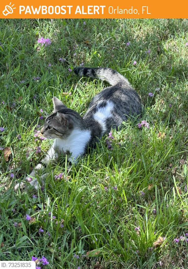 Found/Stray Male Cat last seen Sturbridge Circle Orlando Ethan’s Glenn, Orlando, FL 32812