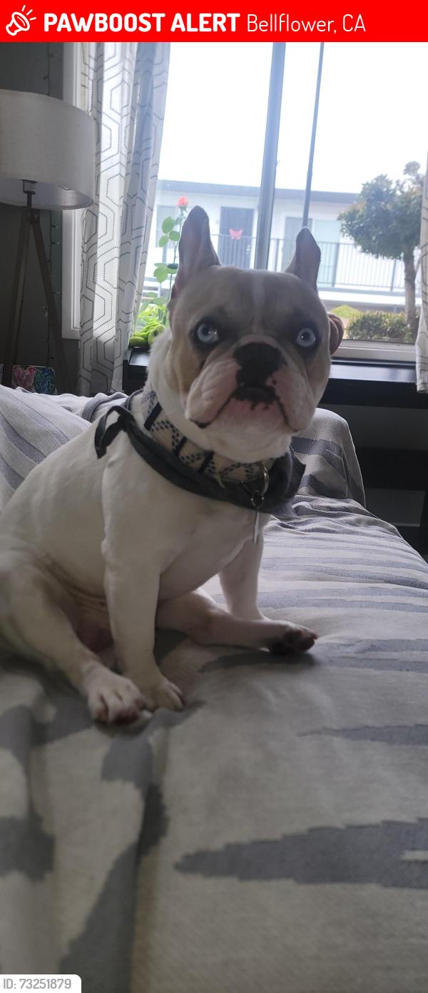 Lost Male Dog last seen Near Ramona St. Bellflower, Bellflower, CA 90706