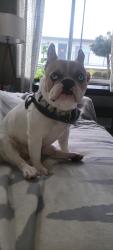 Lost Male Dog last seen Near Ramona St. Bellflower, Bellflower, CA 90706