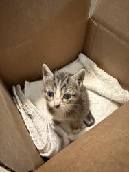 Found/Stray Unknown Cat last seen Richard Way and Arthur Circle, Athens, GA 30605