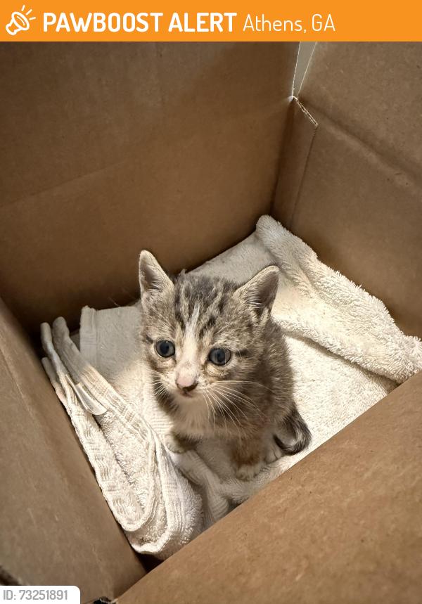 Found/Stray Unknown Cat last seen Richard Way and Arthur Circle, Athens, GA 30605