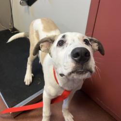 Shelter Stray Male Dog last seen South Shore Drive, ALAMEDA, CA, 94501, 8323 Baldwin St, Oakland, CA 94621, USA