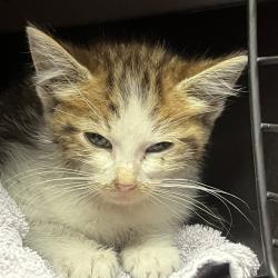Shelter Stray Male Cat last seen Near Chumalia Street, SAN LEANDRO, CA, 94577, 8323 Baldwin St, Oakland, CA 94621, USA
