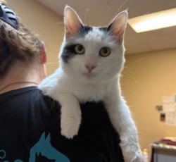 Shelter Stray Female Cat last seen Near Calle Solimar Street, Oceanside, CA, 92057, Oceanside, CA 92058, USA