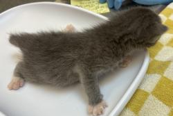 Shelter Stray Male Cat last seen SW 52nd & SW Cameron Rd, PORTLAND, OR, 97221, 1700 W Historic Columbia River Hwy, Troutdale, OR 97060, USA