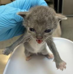 Shelter Stray Female Cat last seen SW 52nd & SW Cameron Rd, PORTLAND, OR, 97221, 1700 W Historic Columbia River Hwy, Troutdale, OR 97060, USA