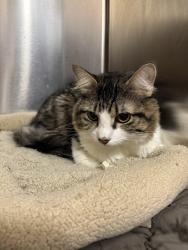 Shelter Stray Male Cat last seen abandoned at Blue Pearl - midtown, NEW YORK, NY, 10019, 326 E 110th St, New York, NY 10029, USA