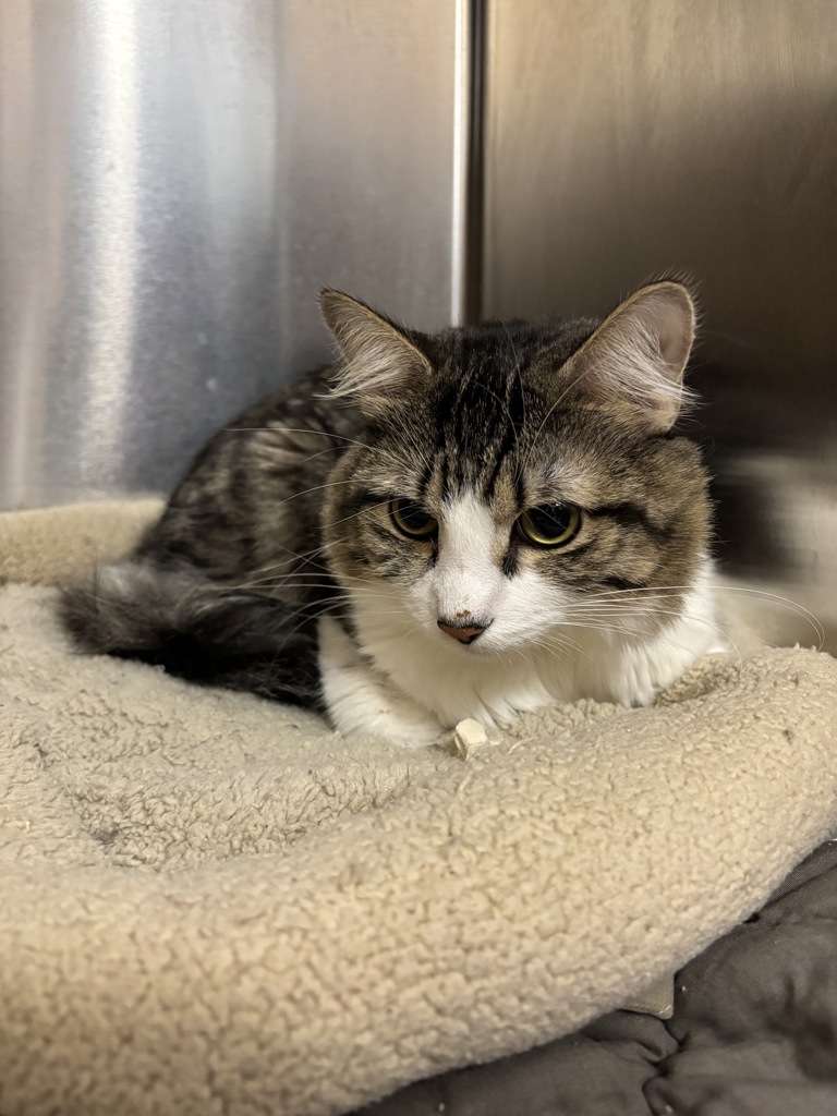 Shelter Stray Male Cat last seen abandoned at Blue Pearl - midtown, NEW YORK, NY, 10019, 326 E 110th St, New York, NY 10029, USA