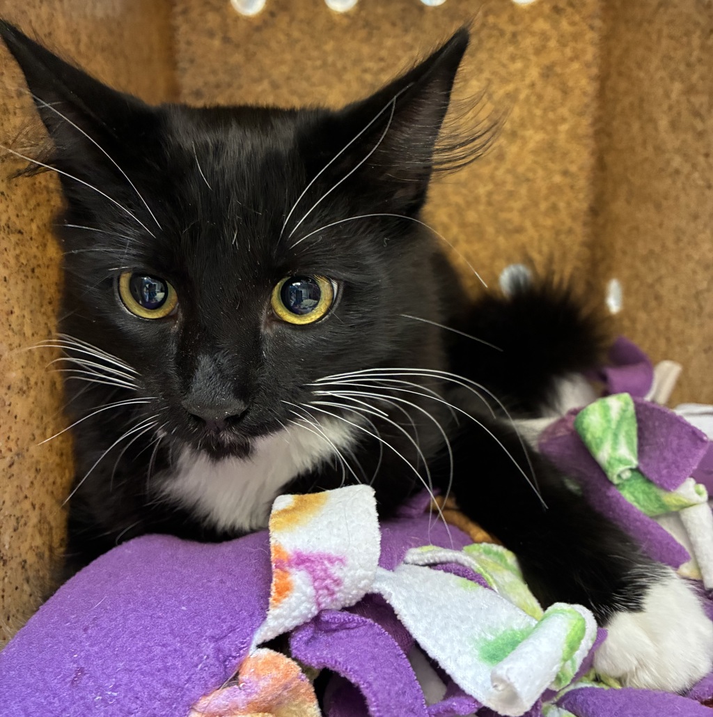 Shelter Stray Male Cat last seen SW 52nd & SW Cameron Rd, PORTLAND, OR, 97221, 1700 W Historic Columbia River Hwy, Troutdale, OR 97060, USA