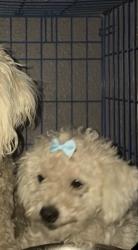 Lost Female Dog last seen cielo vista, Grand Prairie, TX 75052