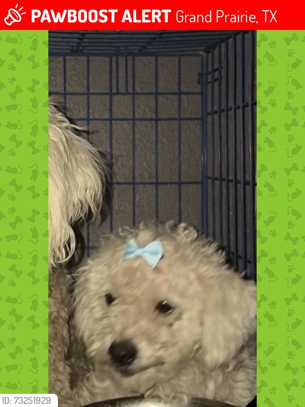 Lost Female Dog last seen cielo vista, Grand Prairie, TX 75052