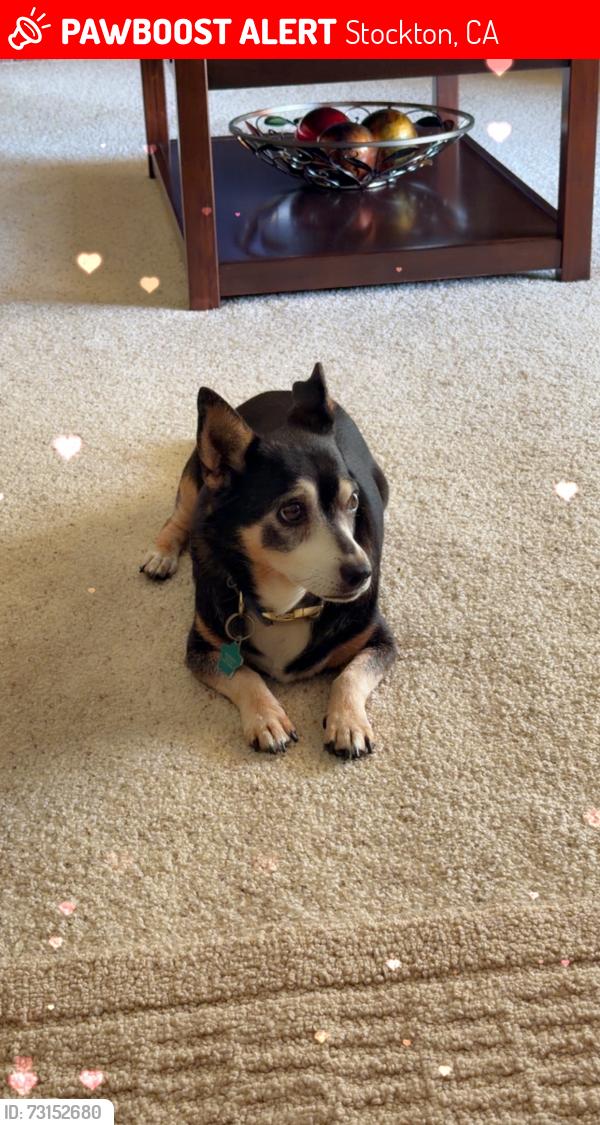 Lost Male Dog last seen Charter Way and California, Stockton, Stockton, CA 95206