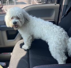 Found/Stray Male Dog last seen Central and 98th Albuquerque, NM, Albuquerque, NM 87121