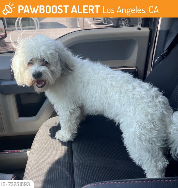 Found/Stray Male Dog last seen Central and 98th Albuquerque, NM, Albuquerque, NM 87121