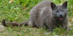 Lost Female Cat last seen Wyoming Avenue, Greater London, England W9 2LJ