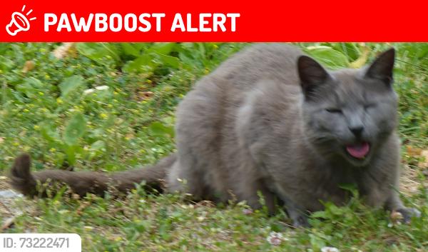 Lost Female Cat last seen Wyoming Avenue, Greater London, England W9 2LJ