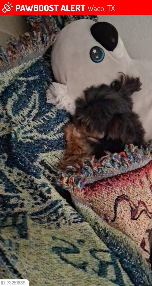Lost Male Dog last seen Adam's, Waco, TX 76707