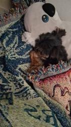 Lost Male Dog last seen Adam's, Waco, TX 76707