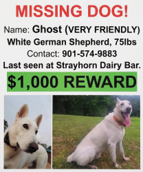 Lost Male Dog last seen Strayhorn High School, Senatobia, MS 38668
