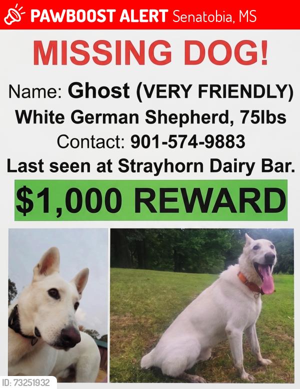 Lost Male Dog last seen Strayhorn High School, Senatobia, MS 38668