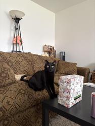 Reunited Male Cat last seen Oakwood Club apmts, McDonald and broadway, McDonald and e valleyway, Spokane Valley, WA 99216