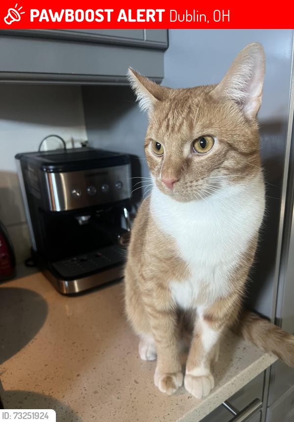 Lost Male Cat last seen Hayden run crossing, Dublin, OH 43016