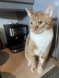 Lost Male Cat last seen Hayden run crossing, Dublin, OH 43016