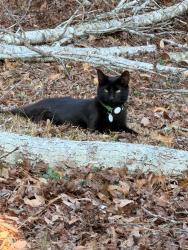 Lost Male Cat last seen J Herbert, James Dail Rd, Fayetteville, NC 28312
