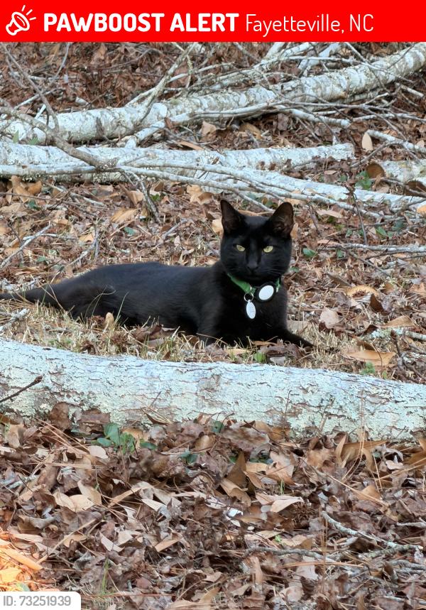 Lost Male Cat last seen J Herbert, James Dail Rd, Fayetteville, NC 28312
