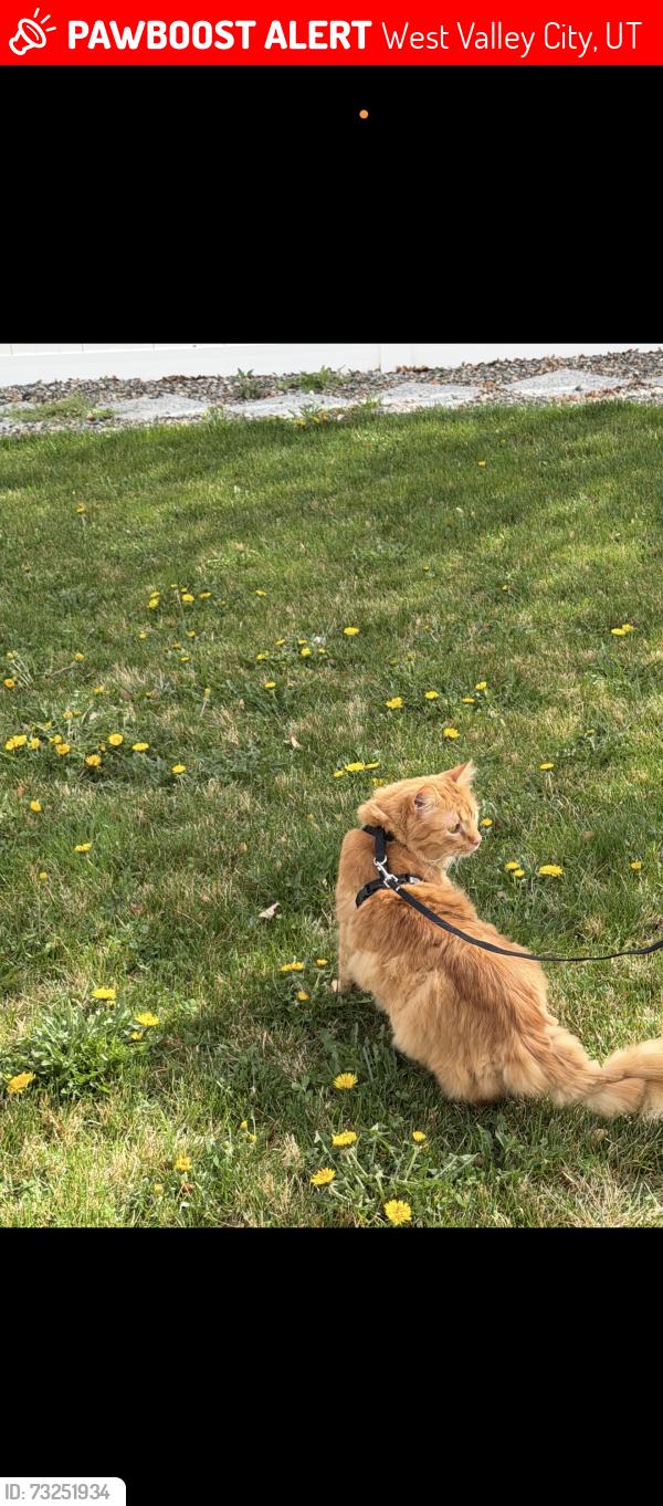 Lost Male Cat last seen S 2200 w, West Valley City, UT 84119