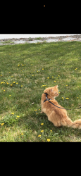 Lost Male Cat last seen S 2200 w, West Valley City, UT 84119