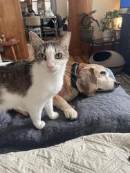 Lost Female Cat last seen Avenue U, Lubbock, TX 79411