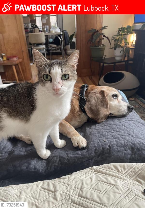 Lost Female Cat last seen Avenue U, Lubbock, TX 79411