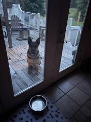 Found/Stray Male Dog last seen Near Mann Rd, Indianapolis, Indianapolis, IN 46221