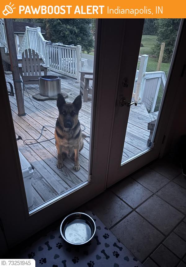 Found/Stray Male Dog last seen Near Mann Rd, Indianapolis, Indianapolis, IN 46221