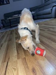 Reunited Male Dog last seen Rubens Pkwy, Sacramento, CA 95823