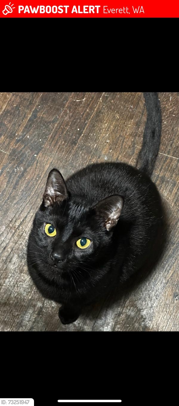 Lost Male Cat last seen Quality inn, Everett, WA 98208