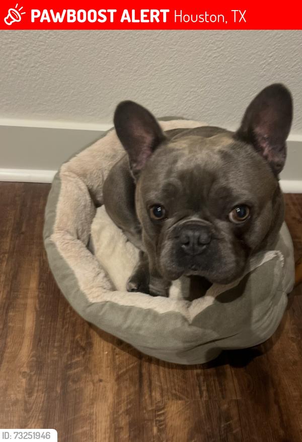 Lost Male Dog last seen Pinetex Dr, Houston, TX 77396