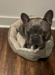 Lost Male Dog last seen Pinetex Dr, Houston, TX 77396