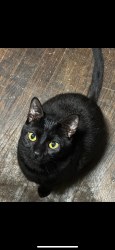 Lost Male Cat last seen Quality inn, Everett, WA 98208