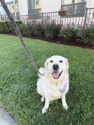 Reunited Female Dog last seen Near Norland St, Houston, TX 77022, USA, Houston, TX 77022