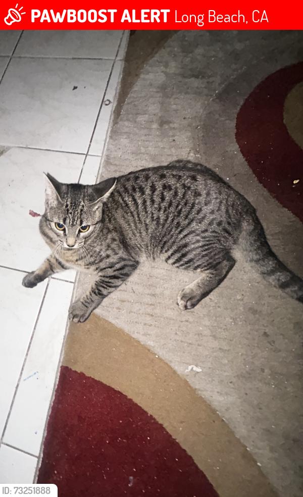Lost Male Cat last seen E Silva St, Long Beach, CA 90805