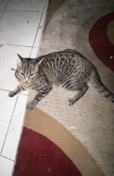 Lost Male Cat last seen E Silva St, Long Beach, CA 90805