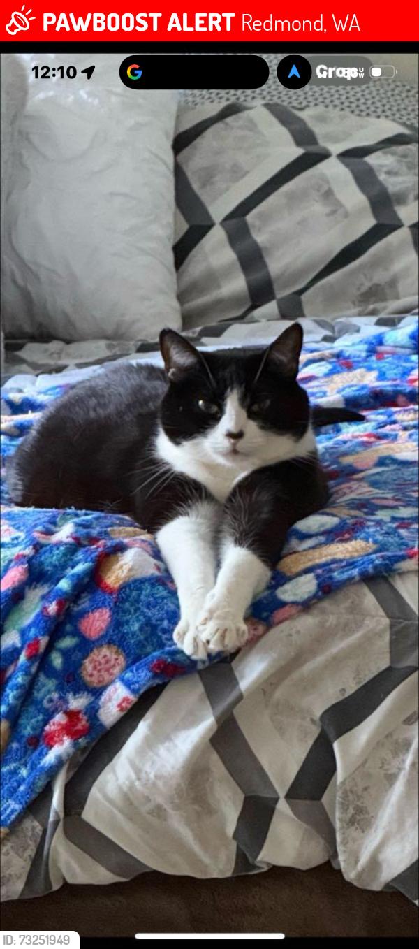Lost Male Cat last seen 160th & 90th Redmond place apmts, Redmond, WA 98052