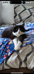 Lost Male Cat last seen 160th & 90th Redmond place apmts, Redmond, WA 98052