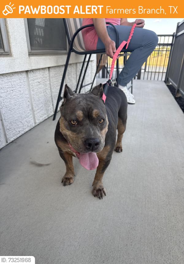 Found/Stray Female Dog last seen In complex, Farmers Branch, TX 75234