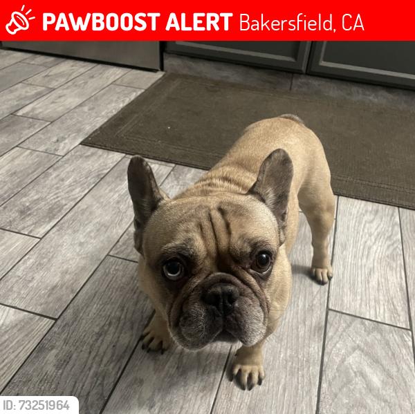 Lost Male Dog last seen Lawson rd, Bakersfield, CA 93301