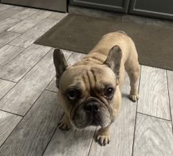 Lost Male Dog last seen Lawson rd, Bakersfield, CA 93301